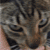 :iconcatusvegas:
