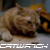 :iconcatwatch: