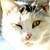 :iconcatwinkplz: