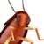:iconcatykyti:
