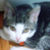 :iconcatzrool: