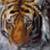 :iconcave-cat: