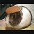 :iconCaveBrat: