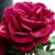:iconcavialottecavia:
