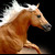 :iconcayia:
