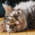 :iconcb-smizzle: