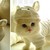 :iconcbzomg: