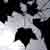 :iconcdbooth: