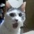 :iconcdog38: