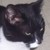 :iconcecethecat28: