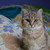 :iconcecile2312: