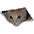 ceilingcat2plz :iconceilingcat2plz: