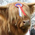 :iconceilingcow: