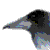 :iconceleriel-nailaben: