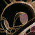 :iconcelesmoon: