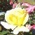 :iconceleste-noir: