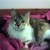 :iconcelestekitty: