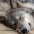 :iconcelestialbrnzwarrior:
