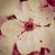 :iconcelestialpeace: