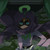 :iconcelestikurosakiisida: