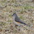Celestrina :iconcelestrina: