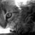 :iconceline1381: