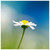 :iconceliriel: