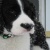 :iconcelticponygirl: