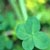 :iconcelticrain27: