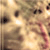 :iconceltictrancee: