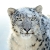 :iconcentpushups: