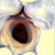 :iconcephalopodwaltz: