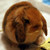 :iconcera-mist: