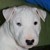 :iconcerber-rus: