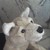 :iconcerberuswaltz: