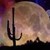 :iconcereus-cactus: