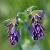 :iconcerinthe: