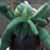 :iconcerridwyn1st: