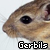 :iconCesar-The-Gerbil: