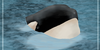 :iconcetaceanarts: