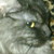 :iconceylin123: