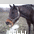 :iconchabby-134: