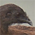 :iconchacalaca: