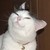 :iconchadman030: