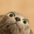 :iconchadslambody: