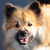 :iconchaincrystal: