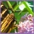 :iconchakragirl29: