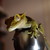 :iconchalkysnook: