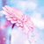:iconchamall0ww: