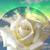 :iconchamber000: